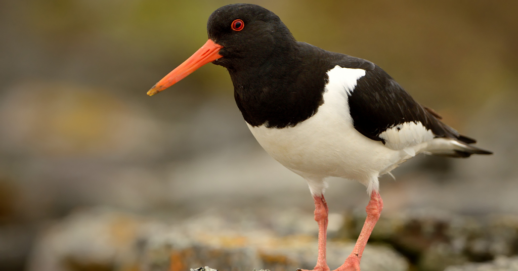 British Coastal Birds Happy Beaks Blog