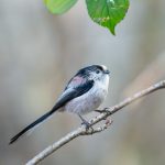 Long-tailed tit.  Close up of a small, attractive garden or woodland bird, perched on a branch and facing right.  Blurred background.