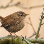 Little eurasian wren with brown plumage sitting on the tree with thorns