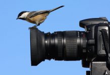 bird-on-camera