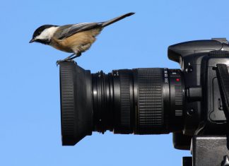 Snap of the Month – Take a photo and win! bird-on-camera