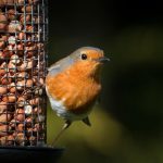 red-breasted-robin-and-peanuts