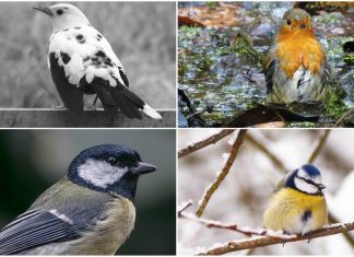 bird photographers on instagram