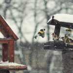 bird-table-in-winter