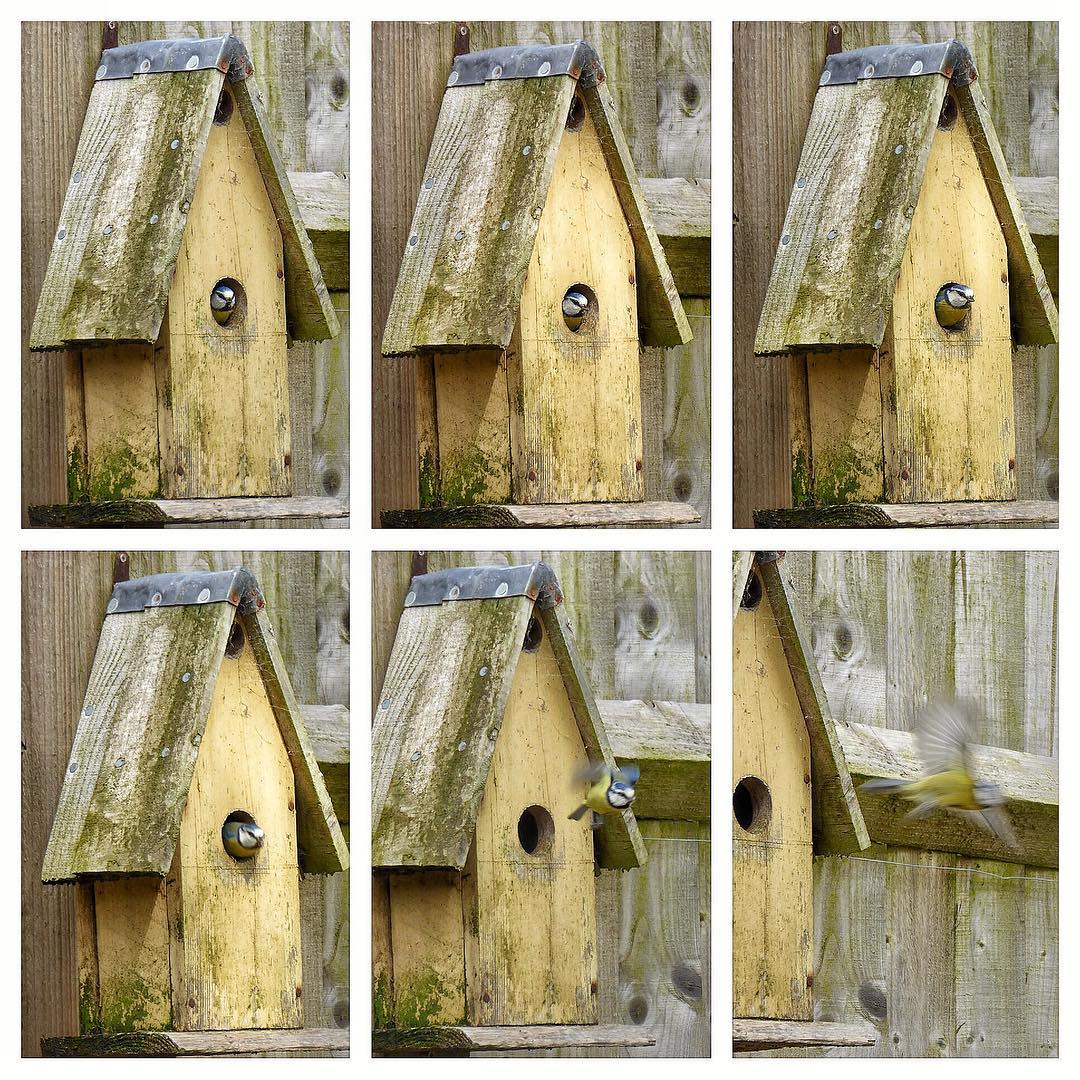 blue tit in bird boxes