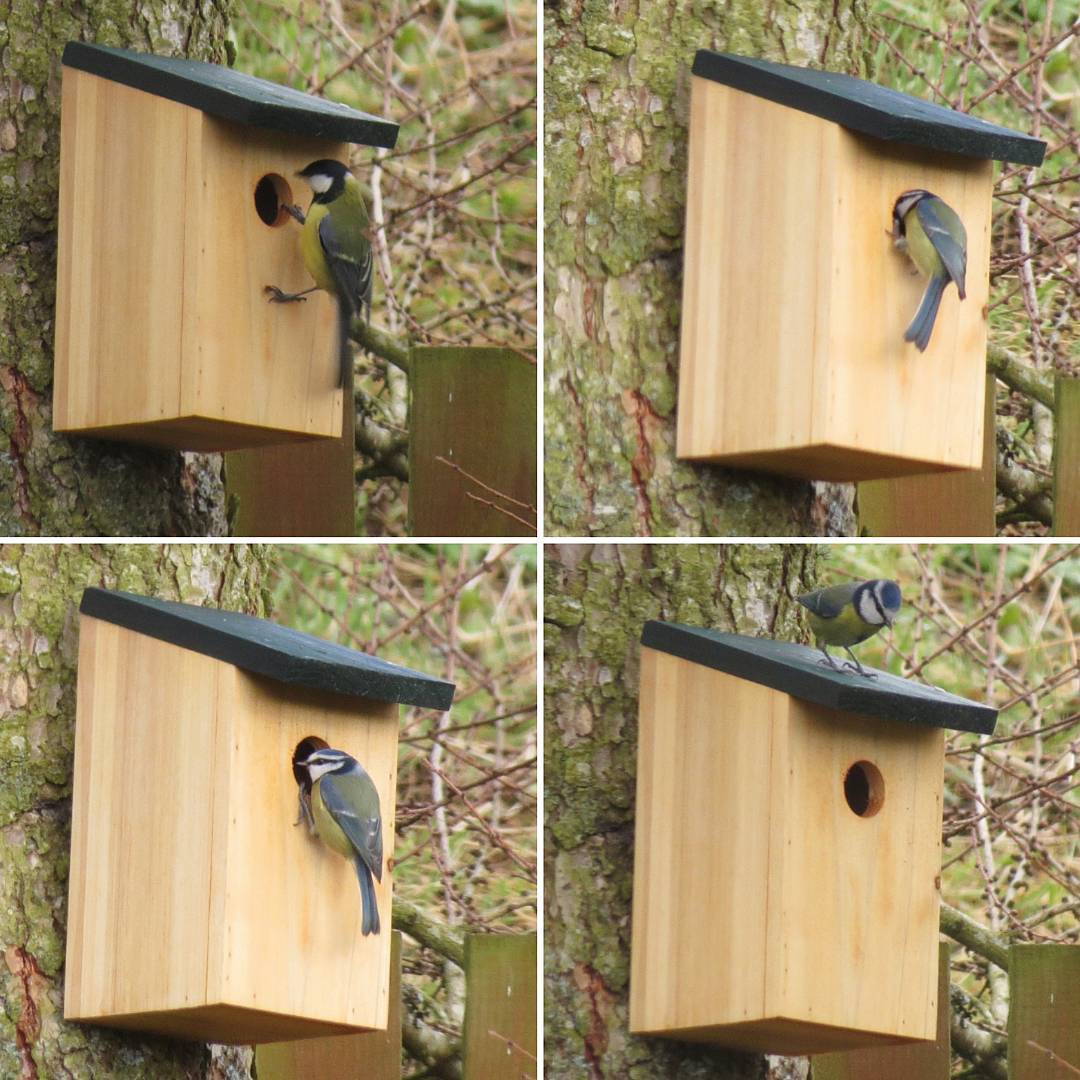 Blue tit deals bird box