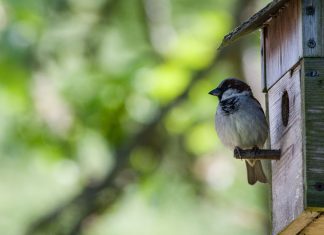 nesting-box-with-house-sparrow