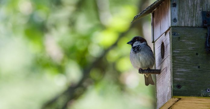 nesting-box-with-house-sparrow
