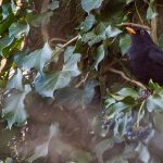 European-blackbird-with-rowan-berry-in-forest
