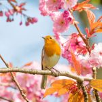 Robin, bird on a cherry tree