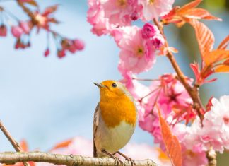 How to make your garden bird friendly – a Q&A with T&M!