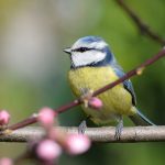 garden-bird-friendly-bluetit-in-spring