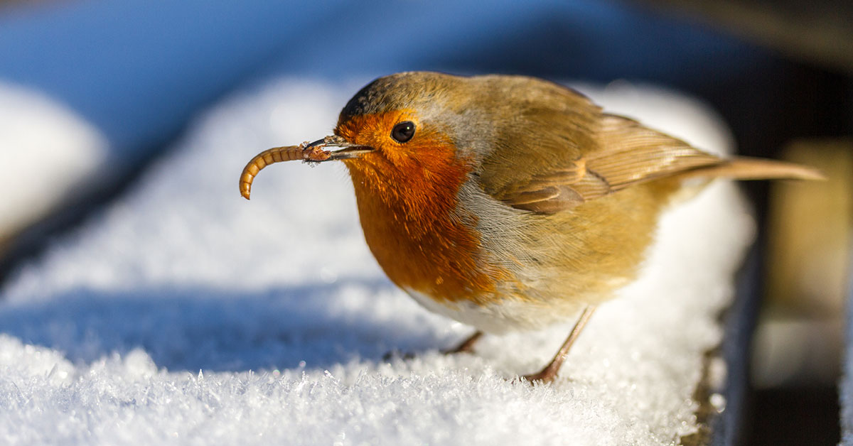 robin-eating-a-mealworm