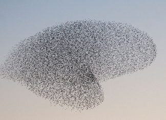 The Soothing Power of Birds – Q&A with Bird Therapy starling-murmuration