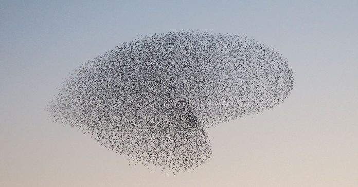 starling-murmuration