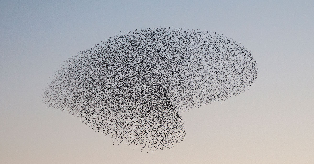 Why do starlings flock in murmuratons? - GardenBird