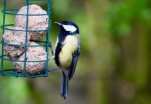 great-tit-with-fat-ball