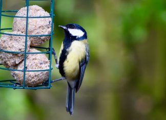 great-tit-with-fat-ball