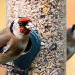 goldfinch-bird-feed