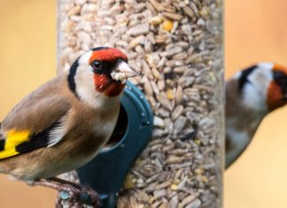 How to get started with garden bird feeding goldfinch feeding on feeder