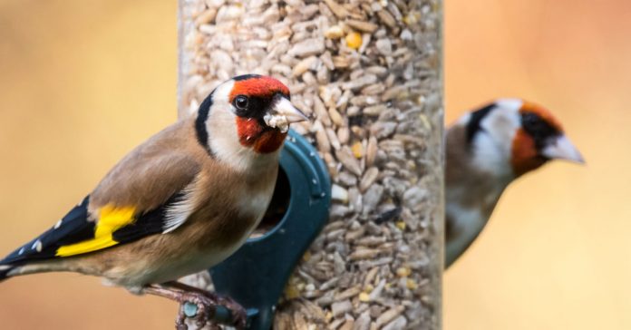 goldfinch feeding on feeder