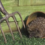 Hedgehog roaming around a garden