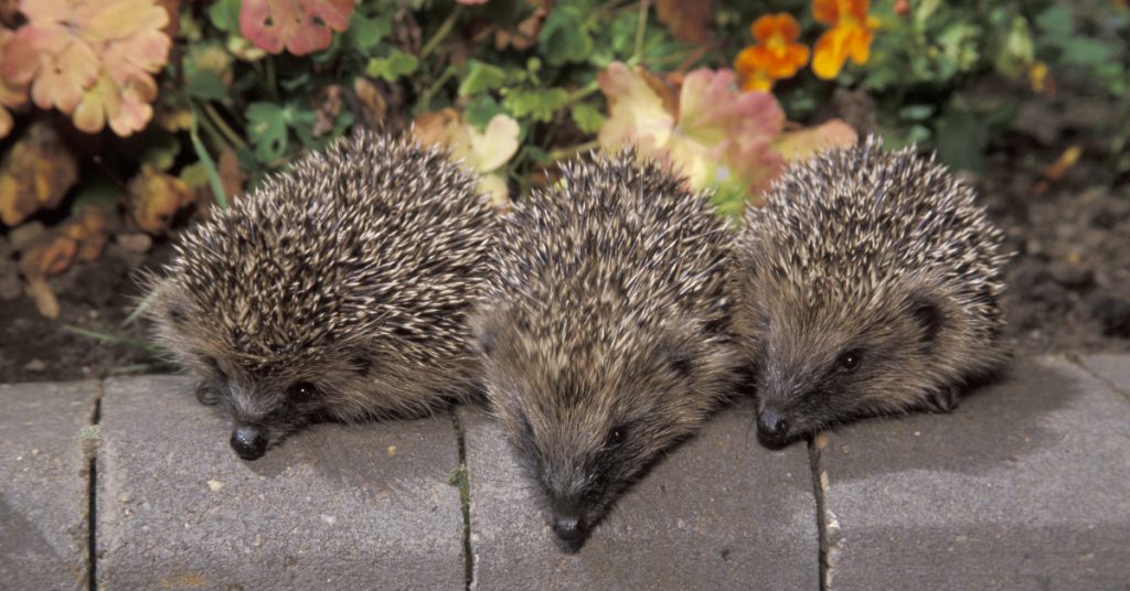 Five things to know about hedgehogs Happy Beaks Blog