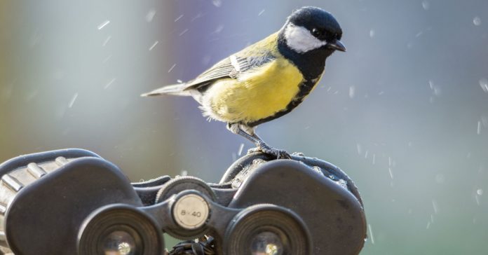 great-tit-binoculars