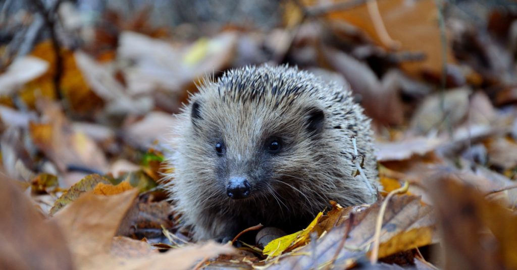 Five things to know about hedgehogs - Happy Beaks Blog