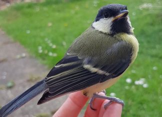 What to do when a bird hits your window