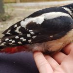 Sherri Woodpecker 1