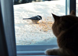How to deter cats from feeders