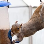 HappyBeaks-Jan19-squirrel-proof-hang-your-feeder