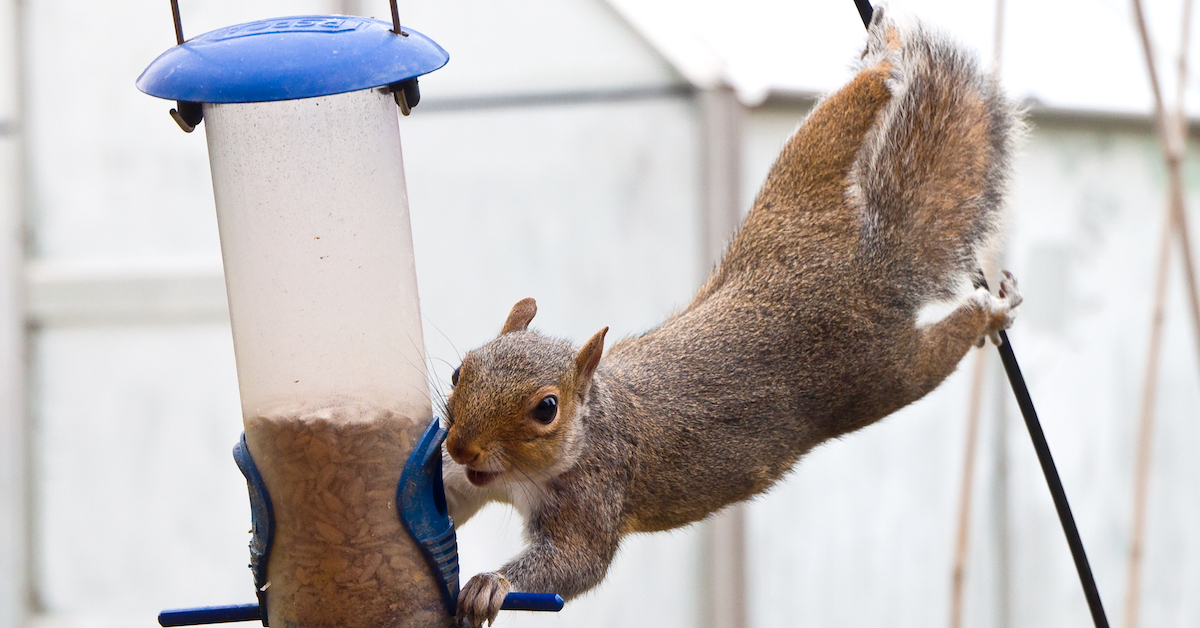 squirrel clinging onto a bird feeder from a telephone line - Squirrel proof feeders are available on Happy Beaks Online