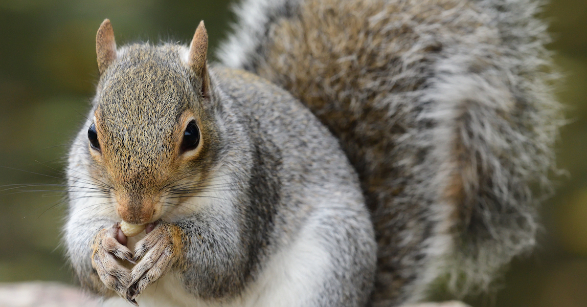 closeup of a grey squirrel - Squirrel proof feeders are available on Happy Beaks