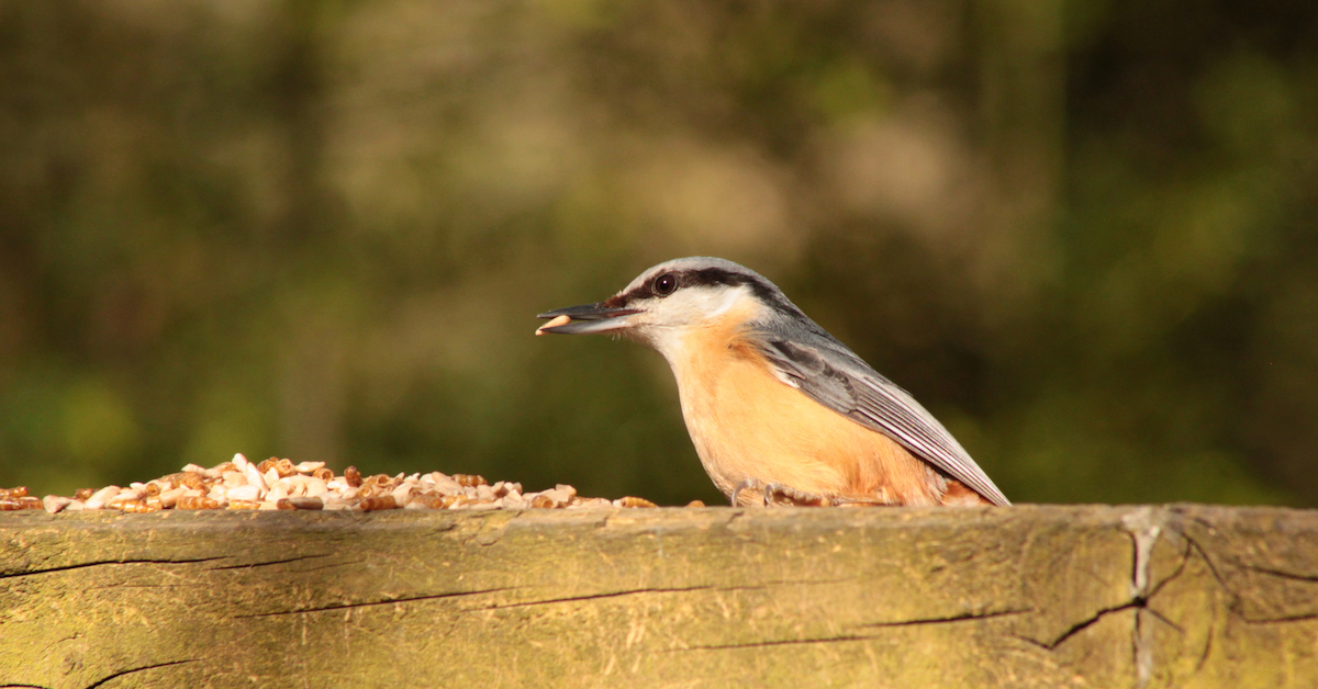 A nuthatch attracted by sunflower hearts in British woodland