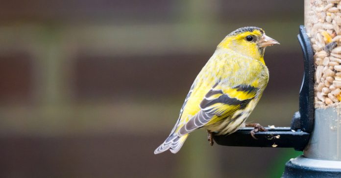 yellow bird sitting on a bird feeder full of sunflower hearts