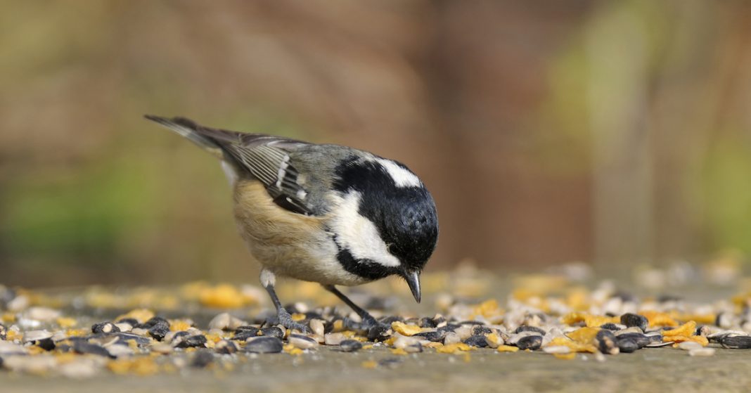 Why wild birds love sunflower hearts Happy Beaks Blog