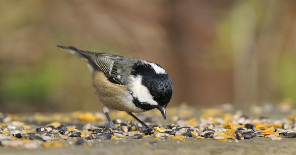 birds that eat sunflower hearts