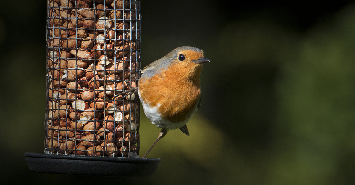 13 Ways To Keep Mice (and Rats) AWAY from Bird Feeders - Sparrow Daughter