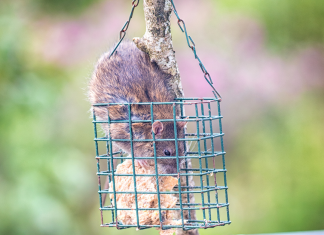 How to deter mice and rats from your feeders