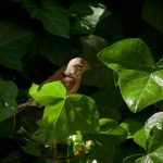 Bird in ivy