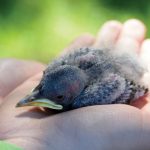 Chick-pigeon laying in palm
