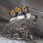 Swallows in nest