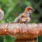 sparrows bathing feature image
