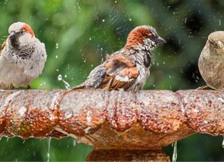 How to help wildlife in hot weather