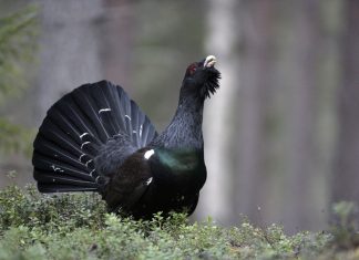 8 of the UK’s Rarest Animals