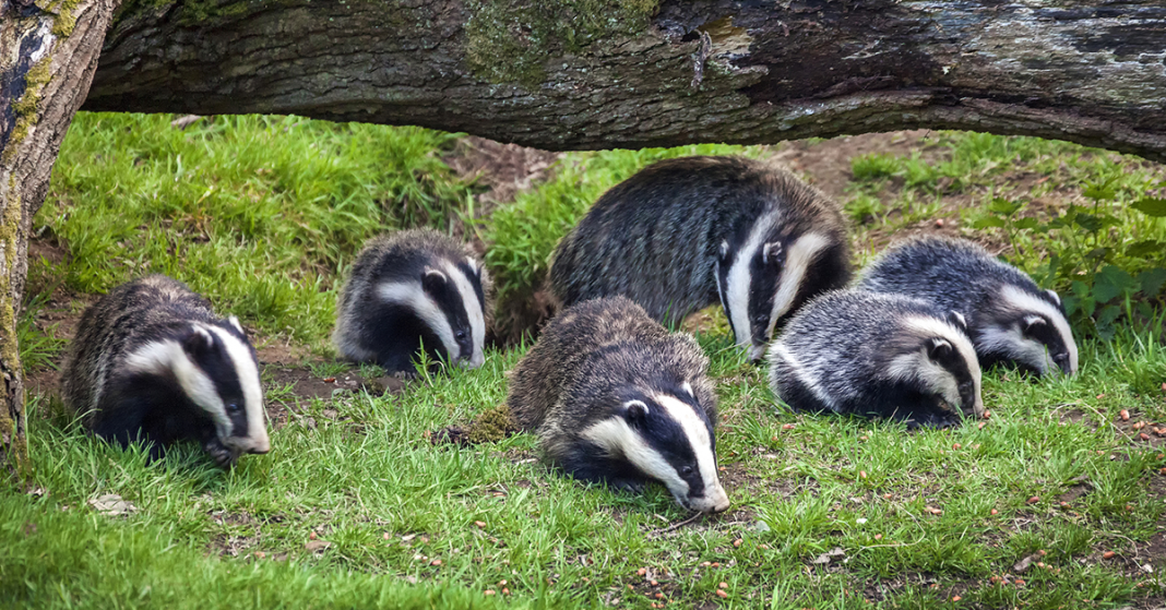 8-interesting-facts-about-badgers-happy-beaks-blog