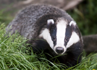 8 interesting facts about badgers