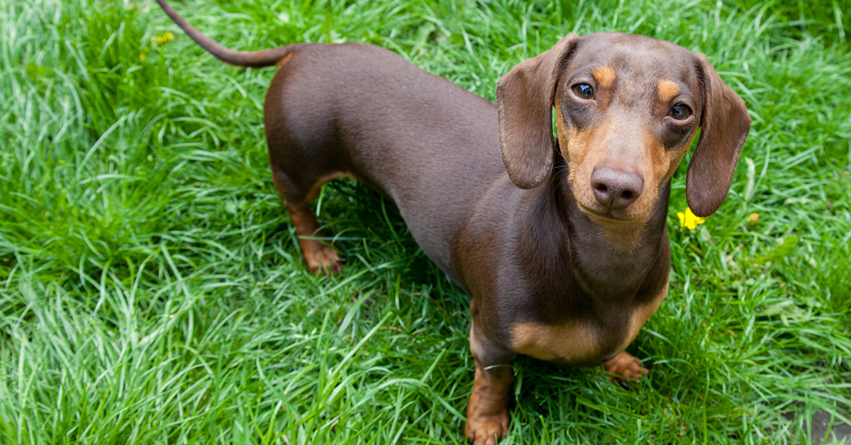 Miniature dachshund on grass.
